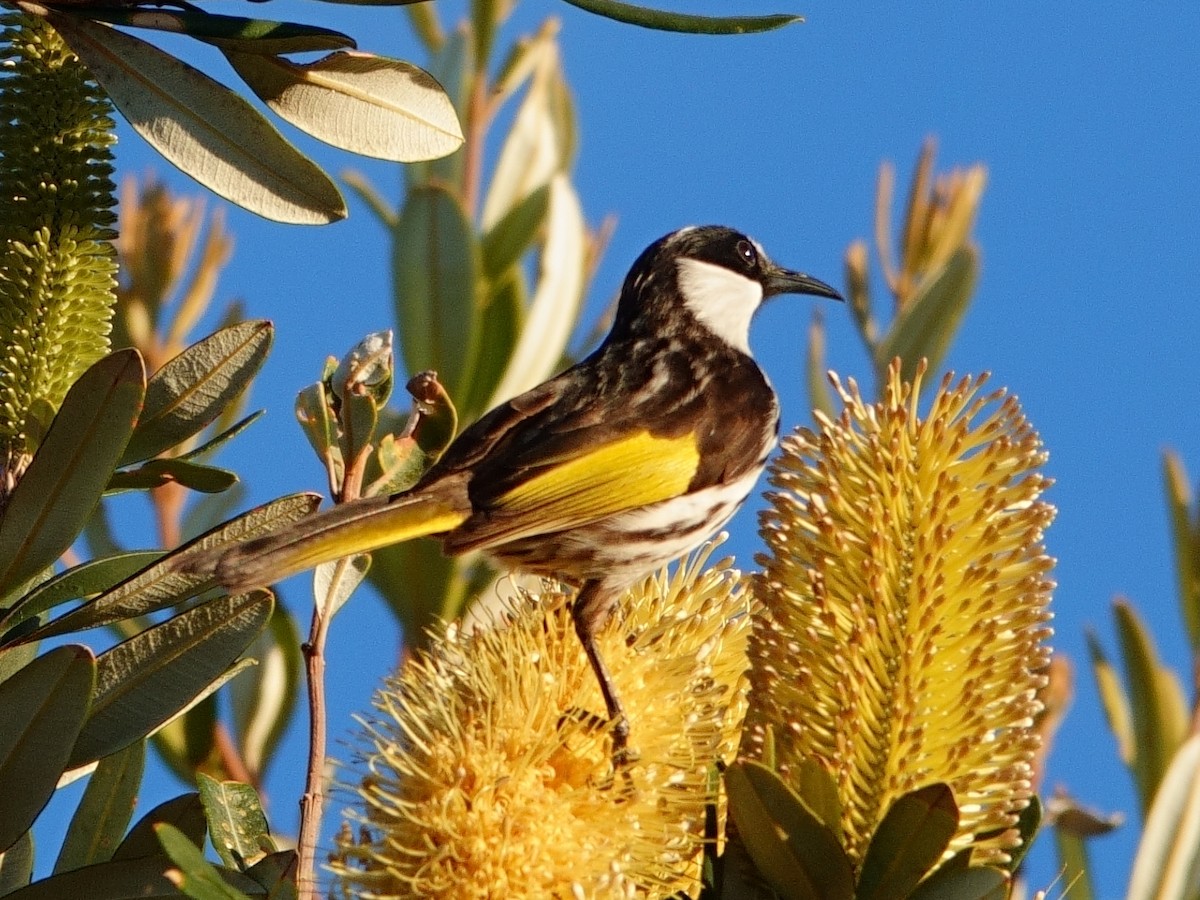 White-cheeked Honeyeater - ML620977500