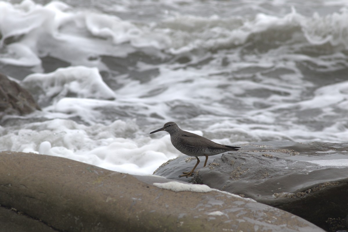 Wandering Tattler - ML620977506