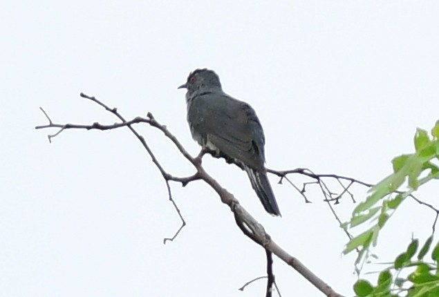 Gray-bellied Cuckoo - ML620977515