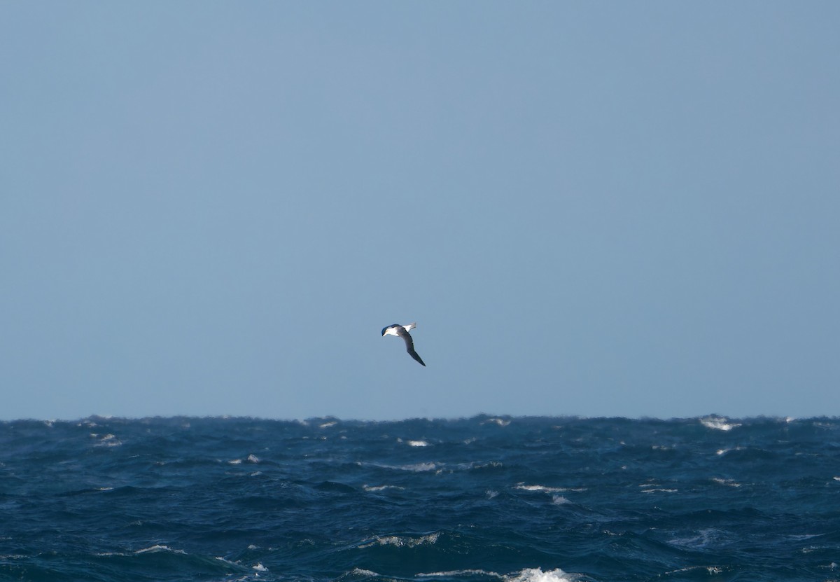 White-capped Albatross (cauta) - ML620977530