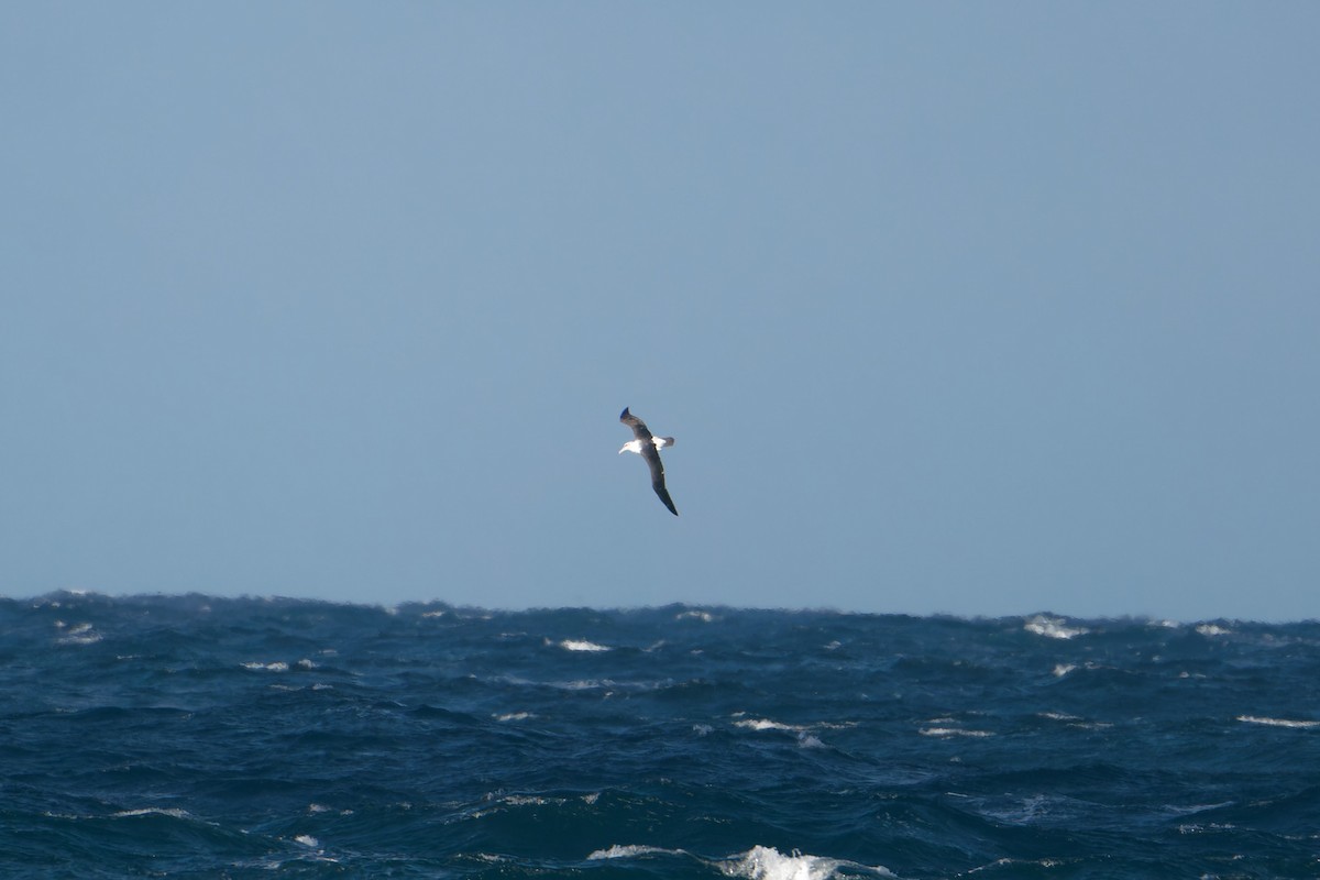 White-capped Albatross (cauta) - ML620977531