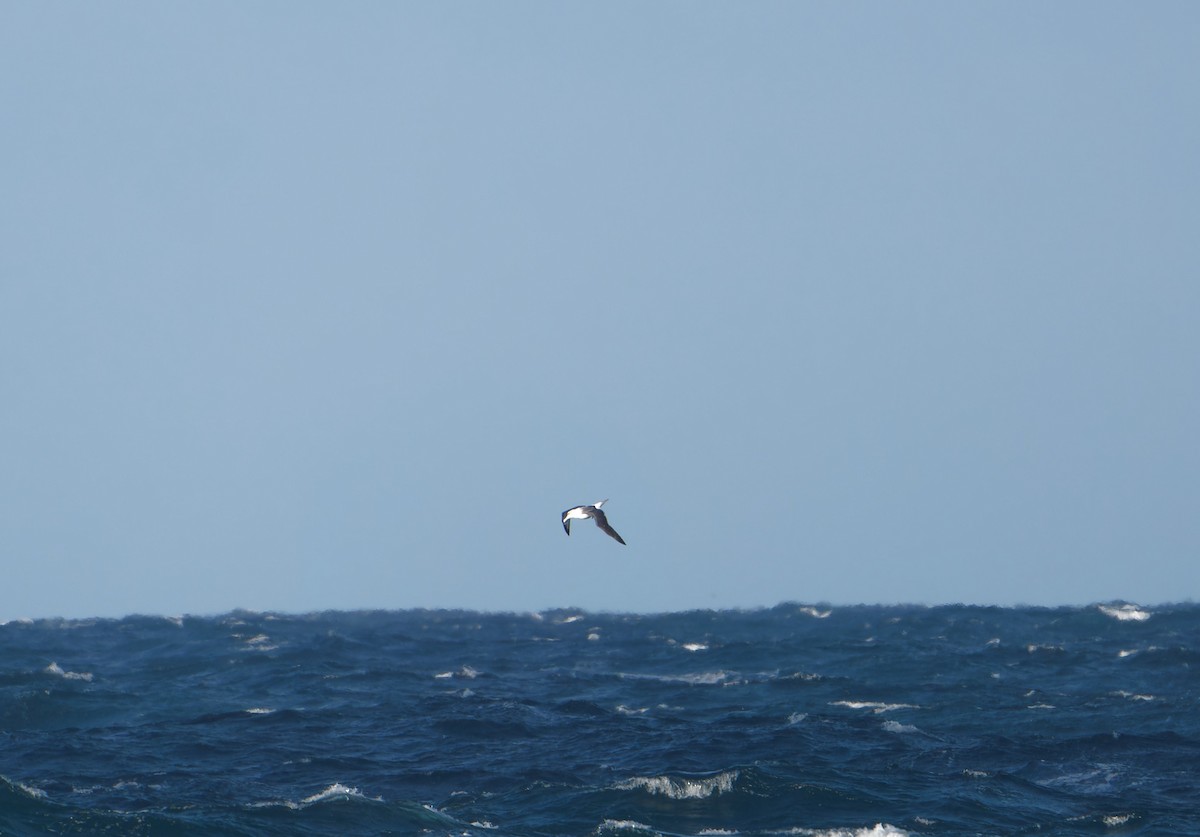 White-capped Albatross (cauta) - ML620977532