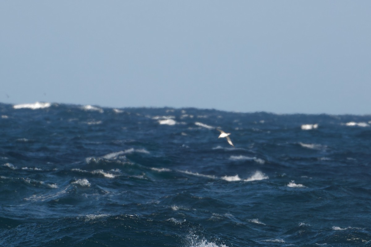 White-capped Albatross (cauta) - ML620977533