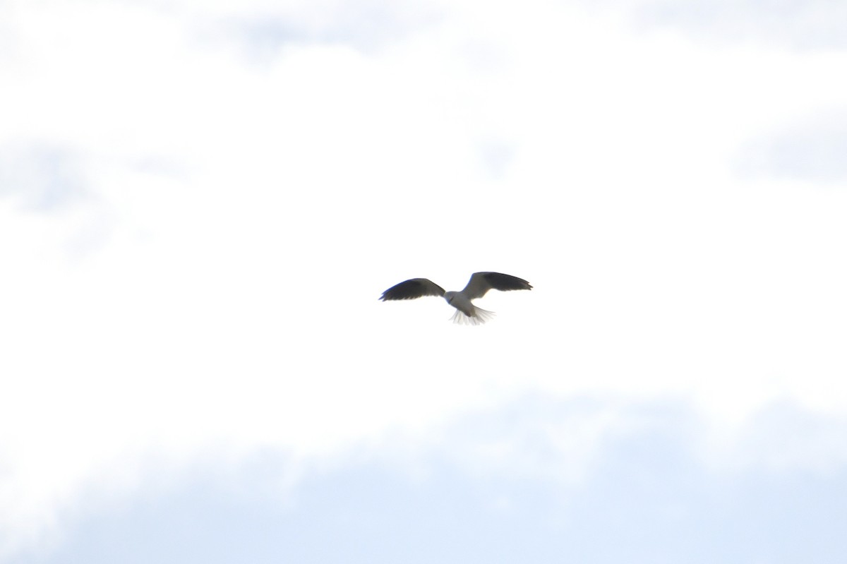 Black-shouldered Kite - ML620977535