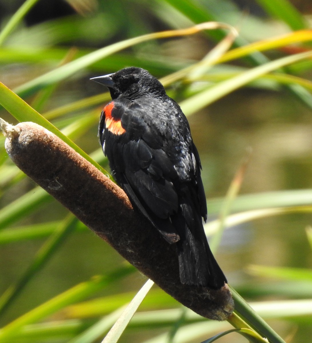 Red-winged Blackbird - ML620977543