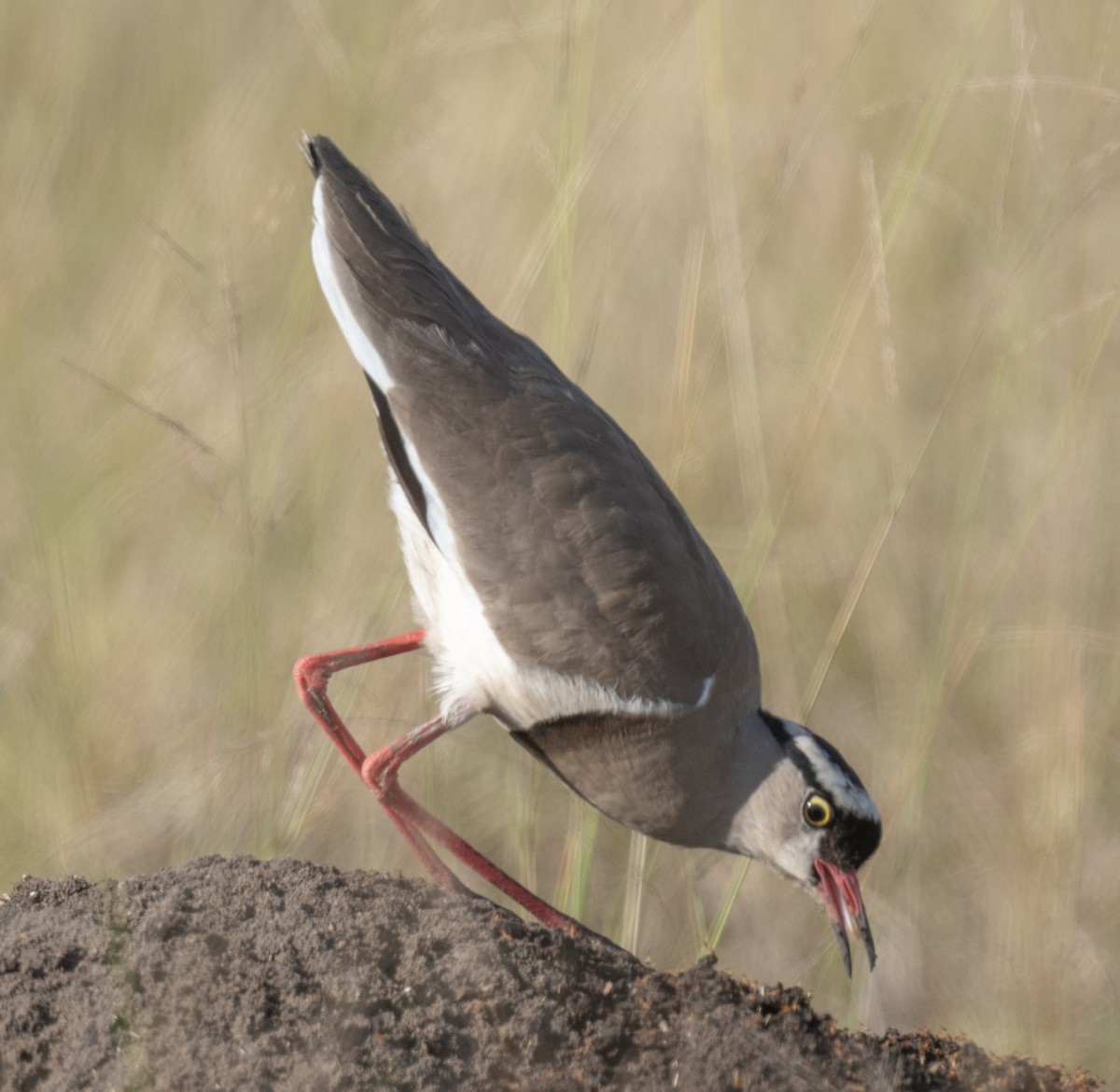 Crowned Lapwing - ML620977552