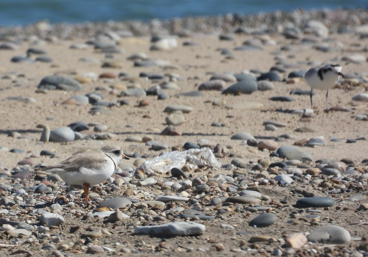 Piping Plover - ML620977581