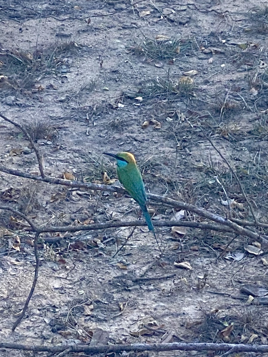 Asian Green Bee-eater - ML620977613