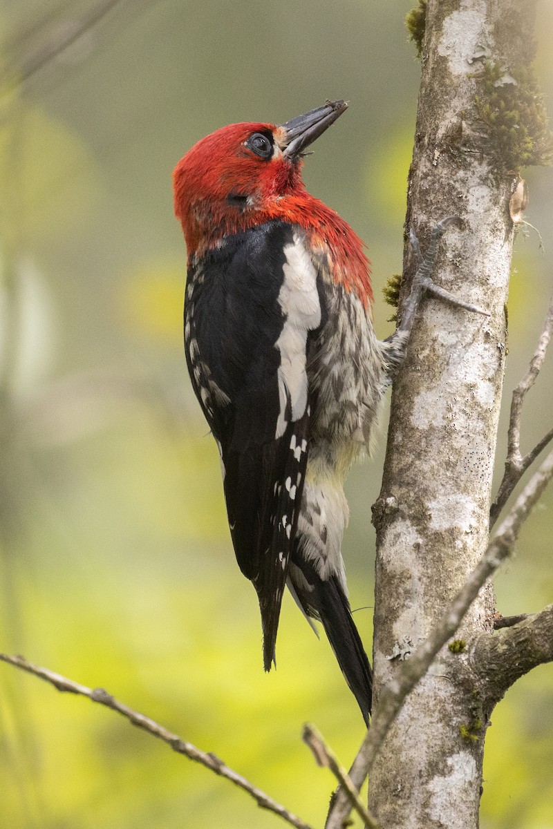 Red-breasted Sapsucker - ML620977628