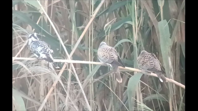 Pied Kingfisher - ML620977638