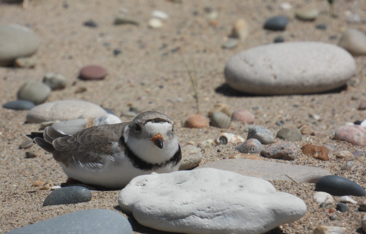 Piping Plover - ML620977676