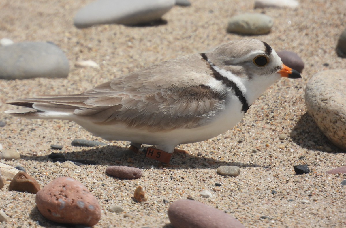 Piping Plover - ML620977677