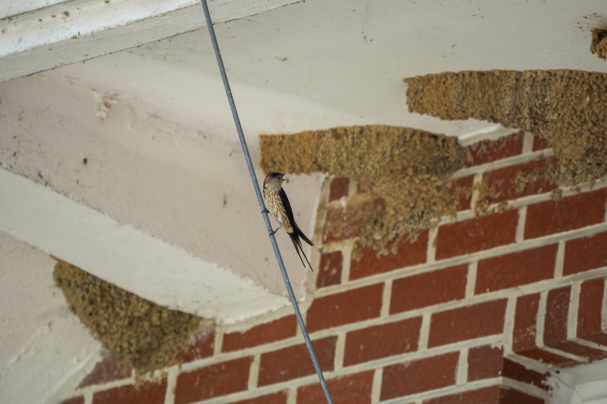 Red-rumped Swallow (Red-rumped) - ML620977681