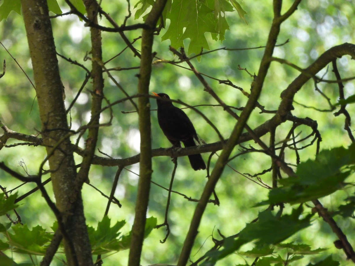 Eurasian Blackbird - ML620977723