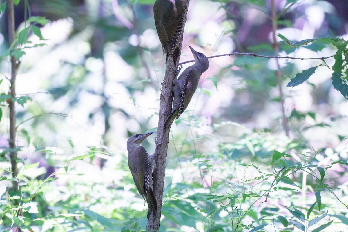 Gray-headed Woodpecker (Gray-headed) - ML620977731