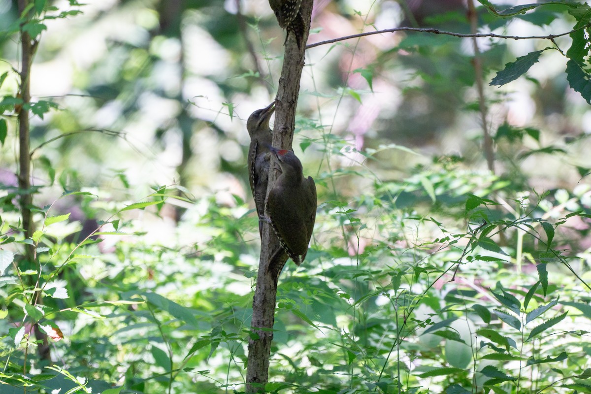 Gray-headed Woodpecker (Gray-headed) - ML620977732