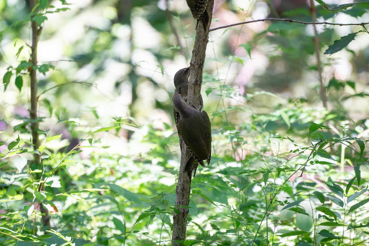 Gray-headed Woodpecker (Gray-headed) - ML620977733