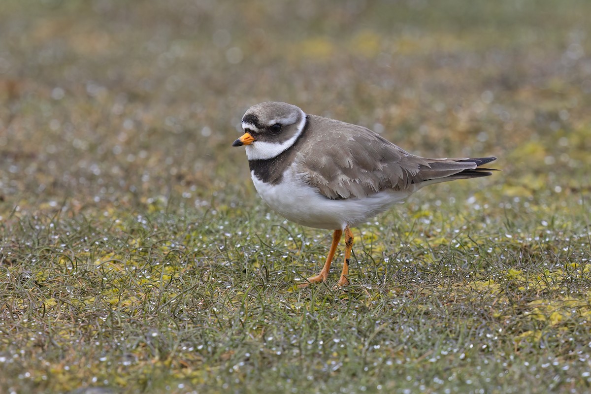 Common Ringed Plover - ML620977763