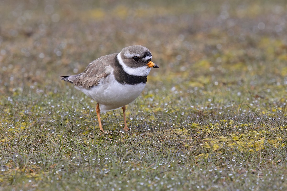Common Ringed Plover - ML620977764