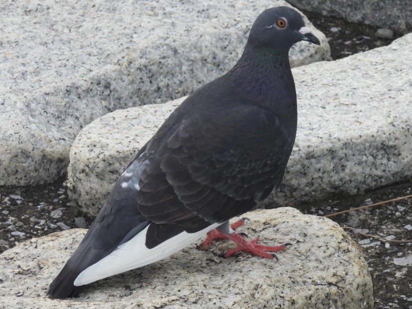 Rock Pigeon (Feral Pigeon) - ML620977768
