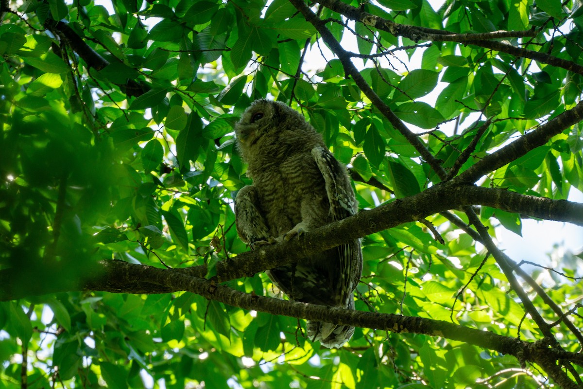 Himalayan Owl - ML620977769