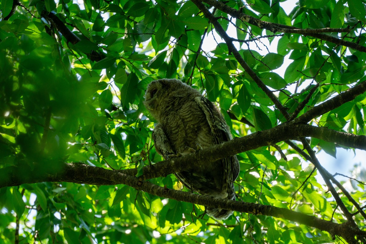 Himalayan Owl - ML620977771