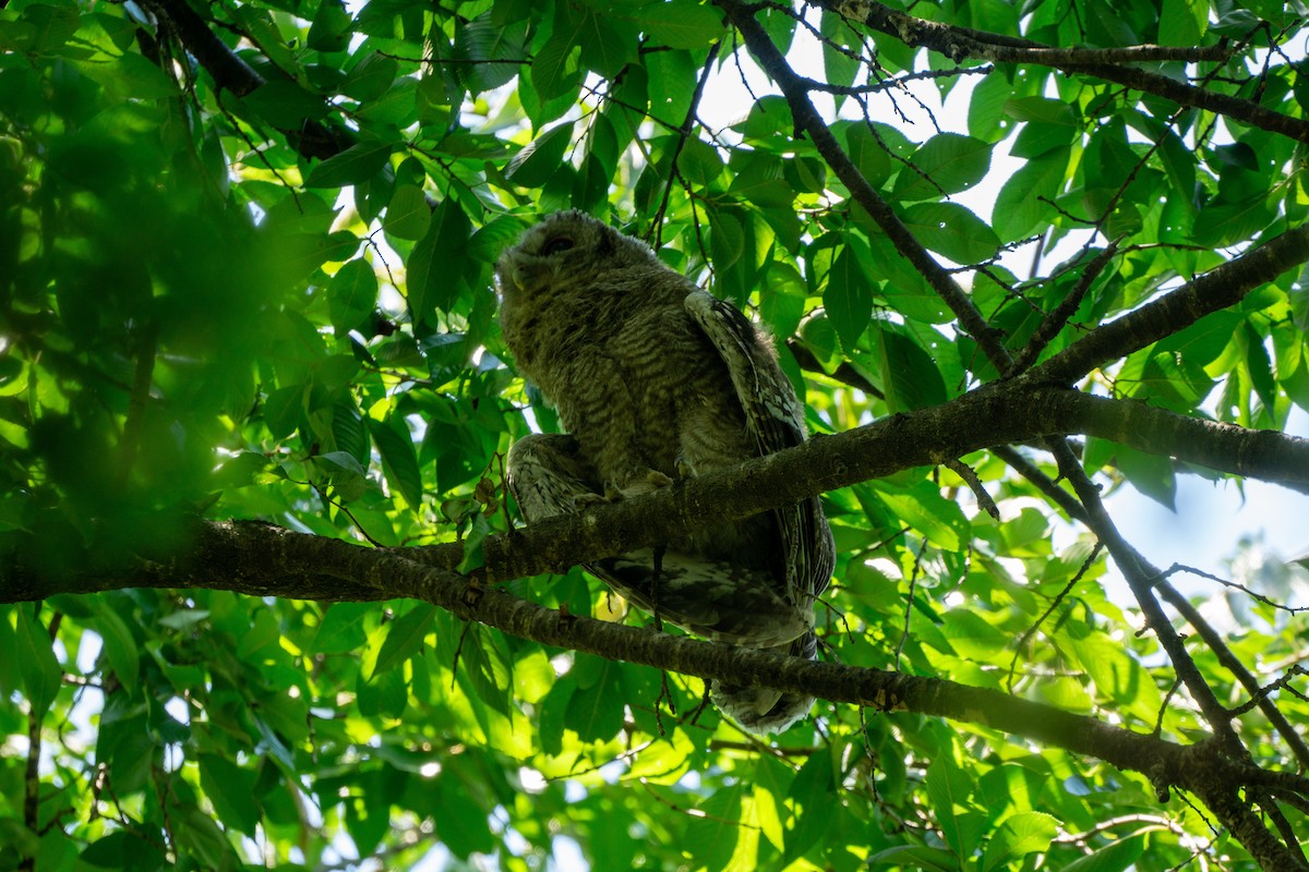 Himalayan Owl - ML620977772