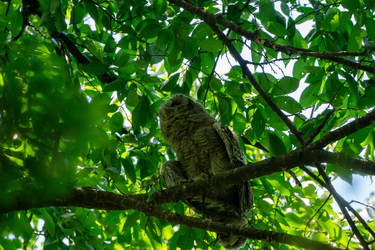 Himalayan Owl - ML620977773