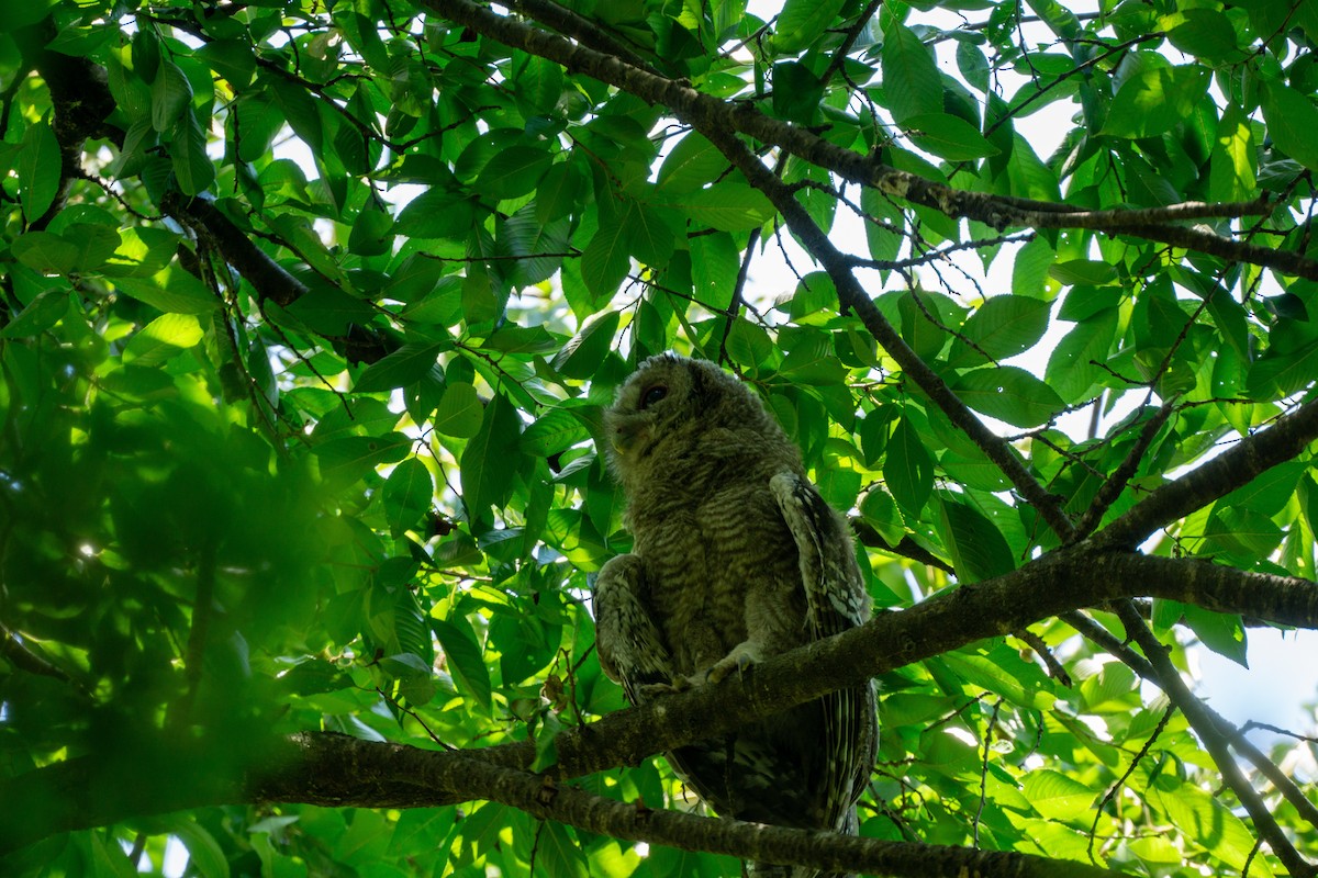 Himalayan Owl - ML620977775