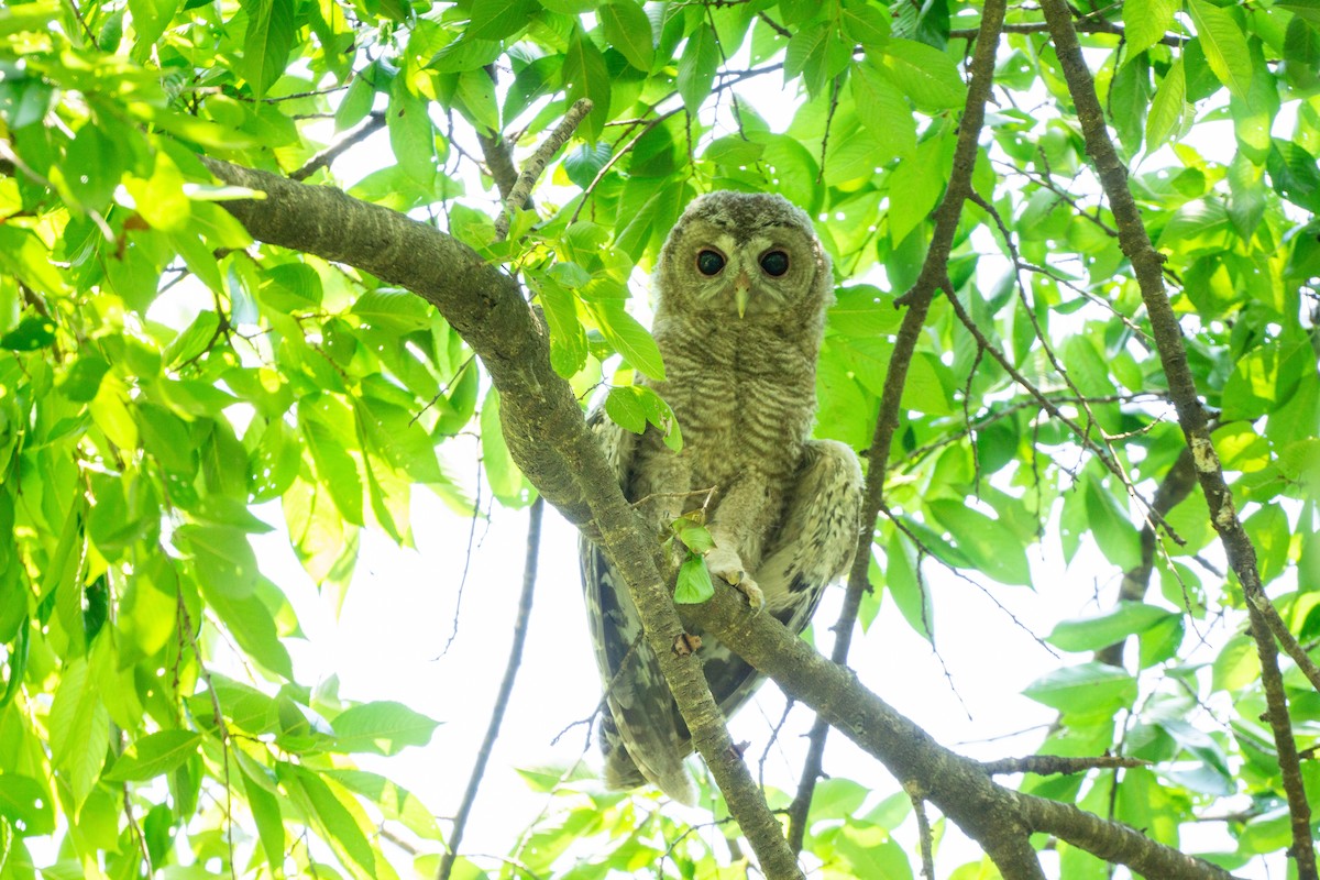 Himalayan Owl - ML620977778