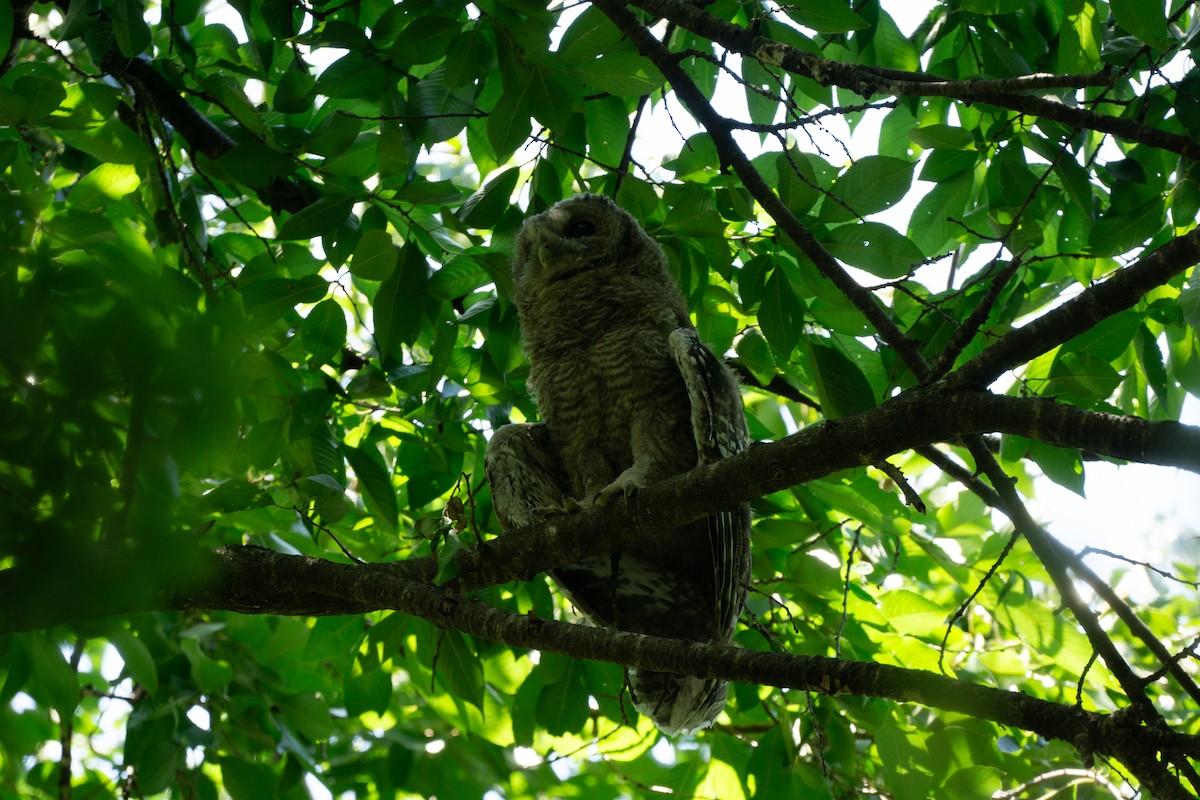 Himalayan Owl - ML620977779