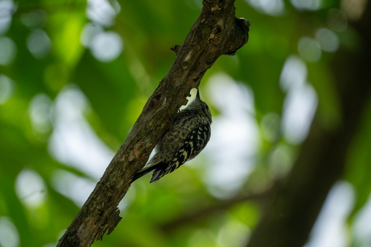 Japanese Pygmy Woodpecker - Minjun Kim