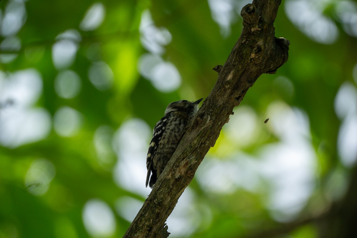 Japanese Pygmy Woodpecker - ML620977792