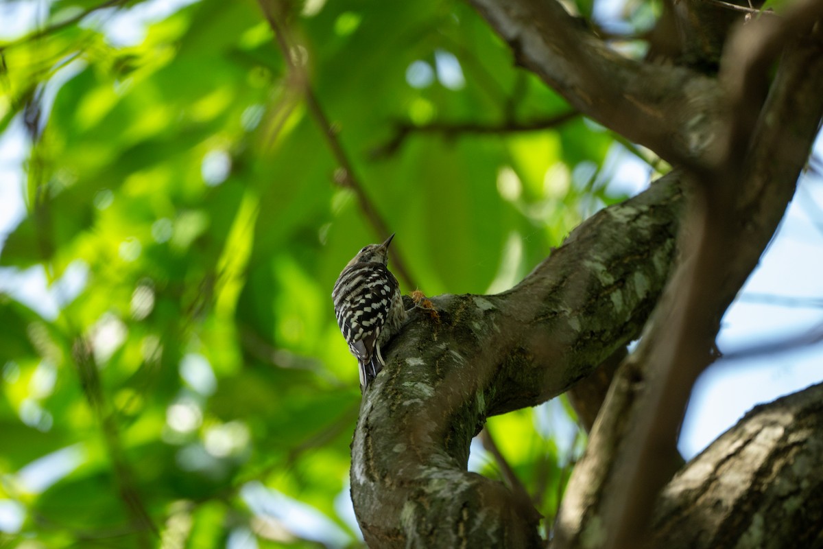 Japanese Pygmy Woodpecker - ML620977793