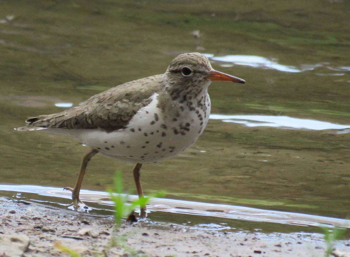 Spotted Sandpiper - ML62097781