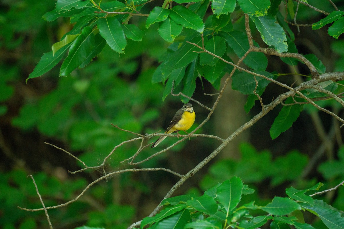 Gray Wagtail - ML620977813