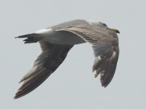 Black-tailed Gull - Bret Okeson