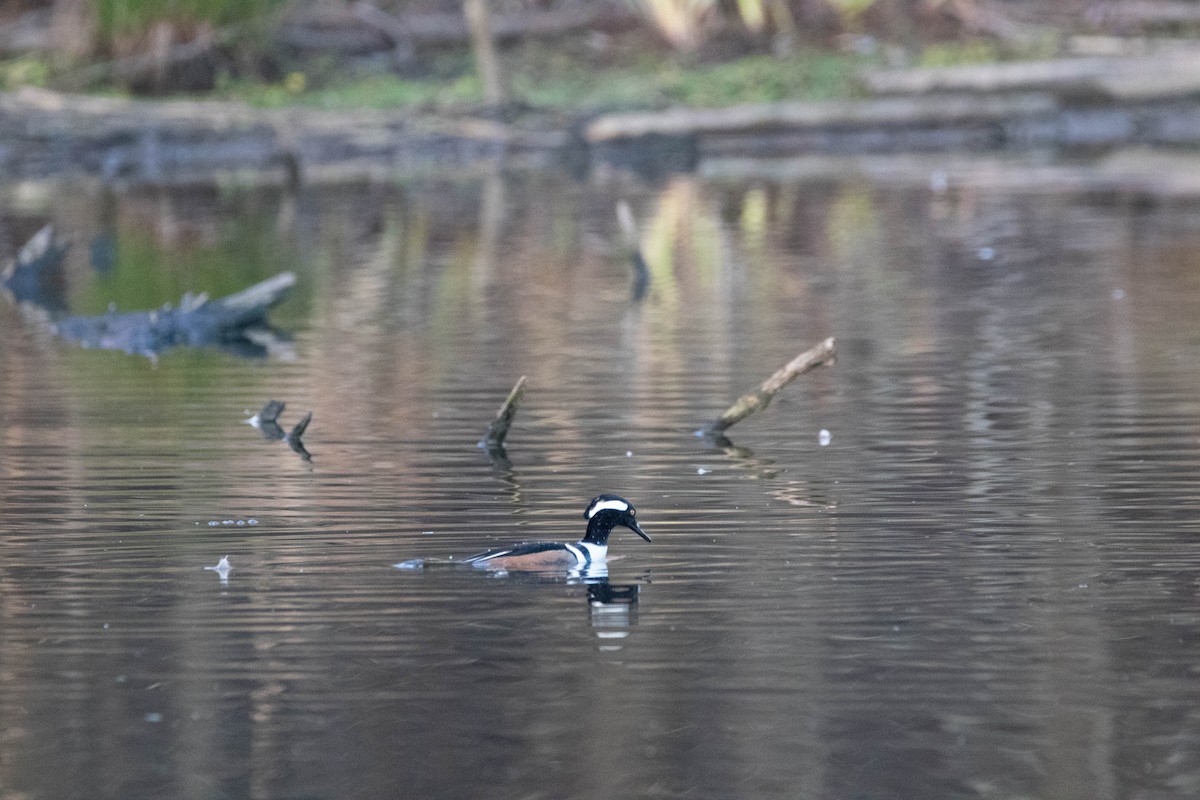 Hooded Merganser - Yoon Lee