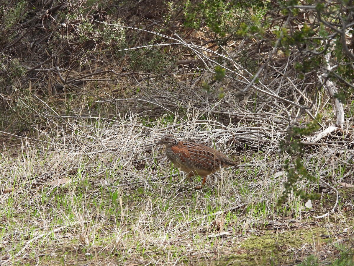 Painted Buttonquail - ML620977877