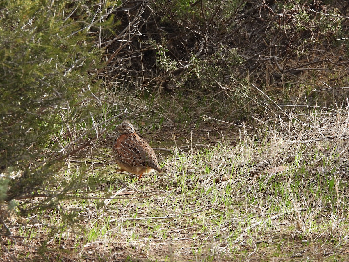 Painted Buttonquail - ML620977880