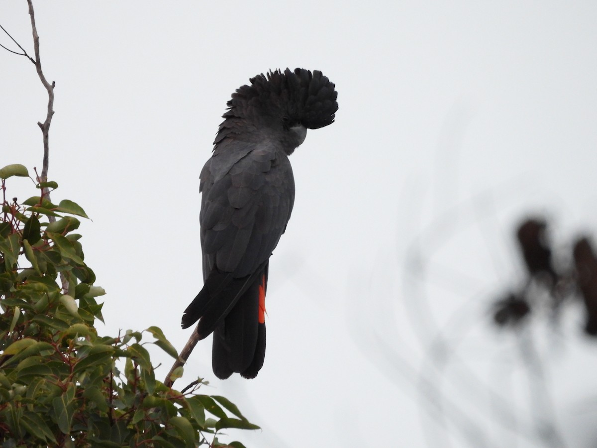 Red-tailed Black-Cockatoo - ML620977888