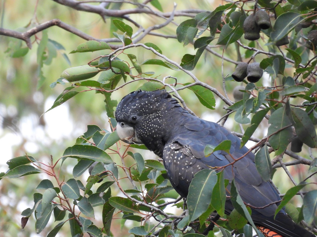 Red-tailed Black-Cockatoo - ML620977889