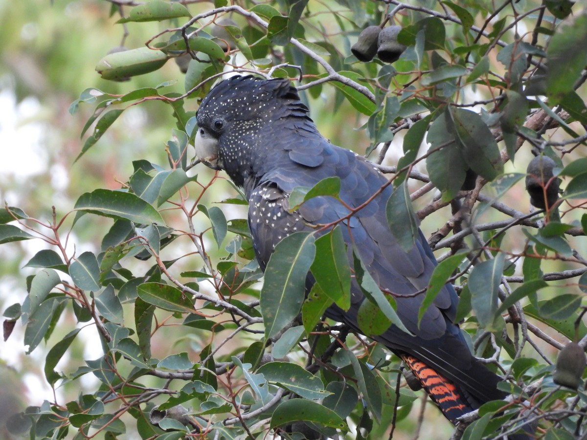Red-tailed Black-Cockatoo - ML620977890