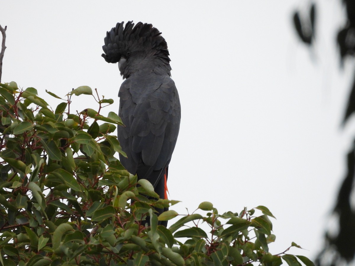 Red-tailed Black-Cockatoo - ML620977891