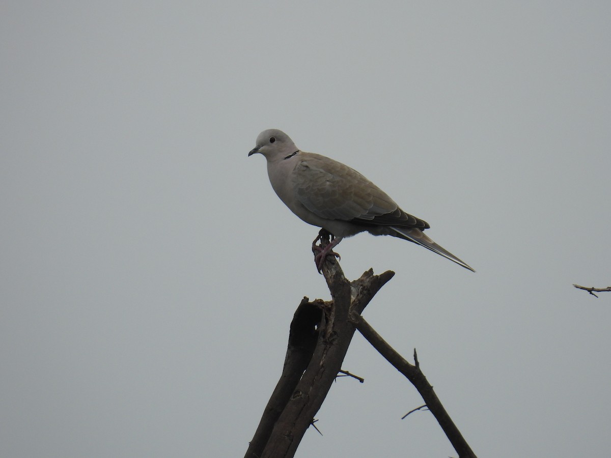 Eurasian Collared-Dove - ML620977904