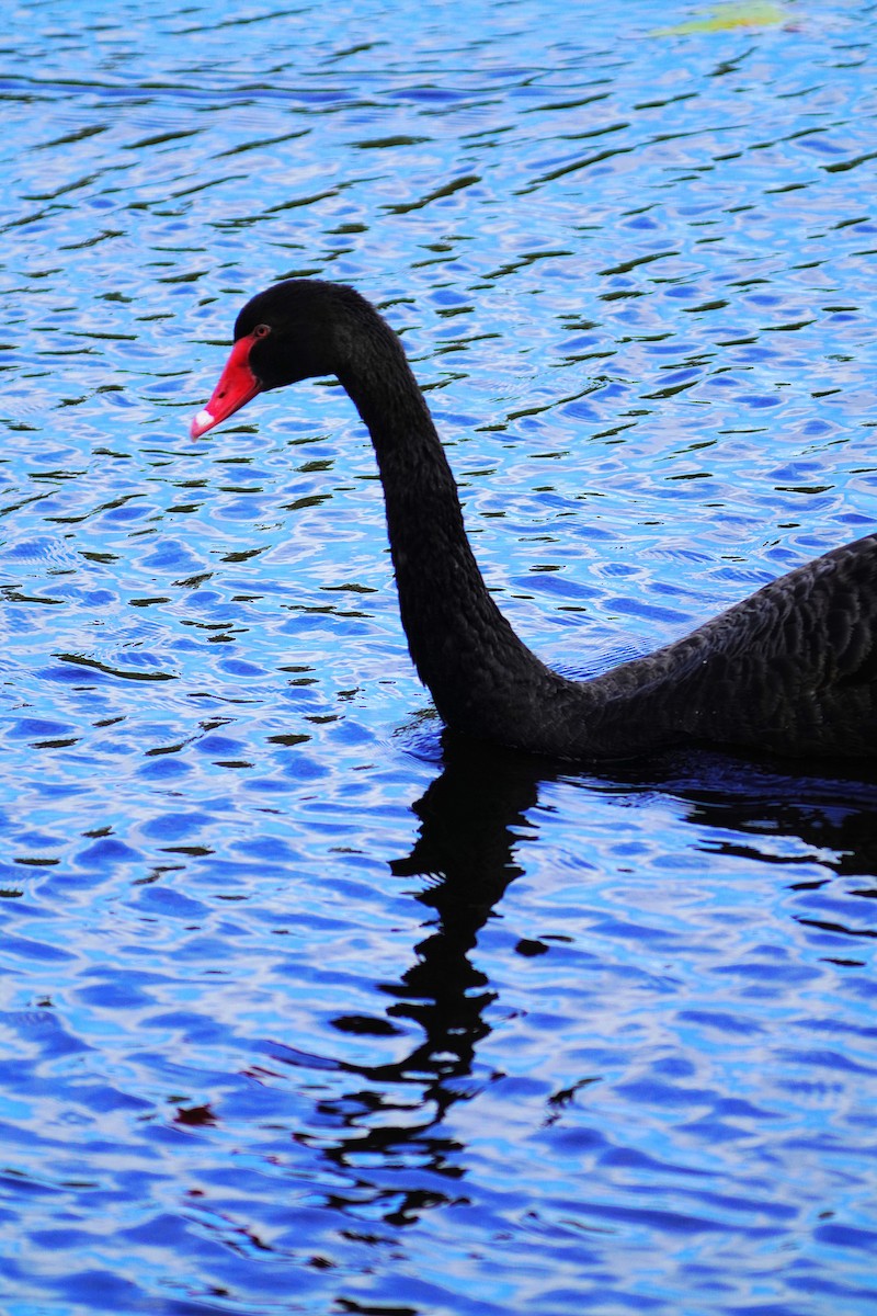 Black Swan - ML620977910