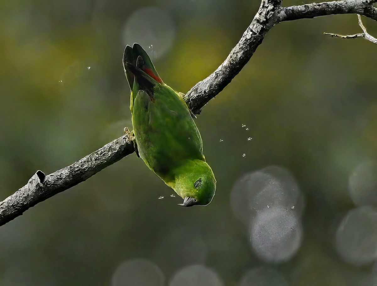 Blue-crowned Hanging-Parrot - ML620977930
