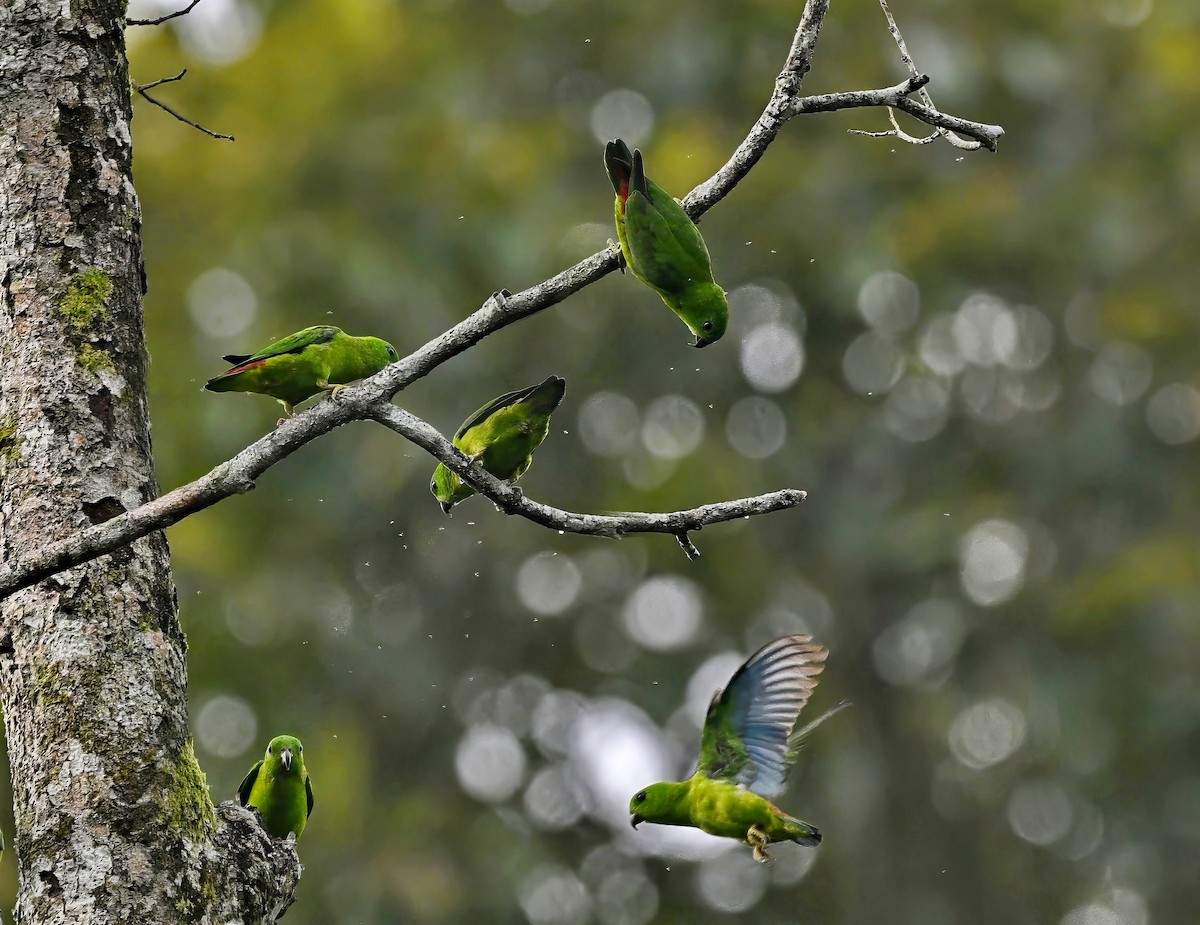 Blue-crowned Hanging-Parrot - ML620977931