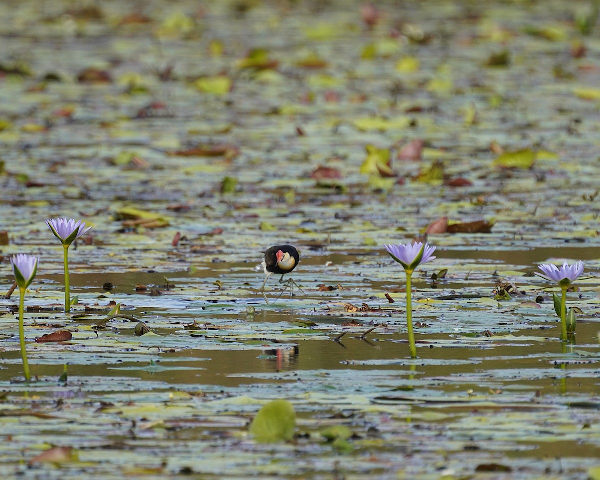 Jacana à crête - ML620977933