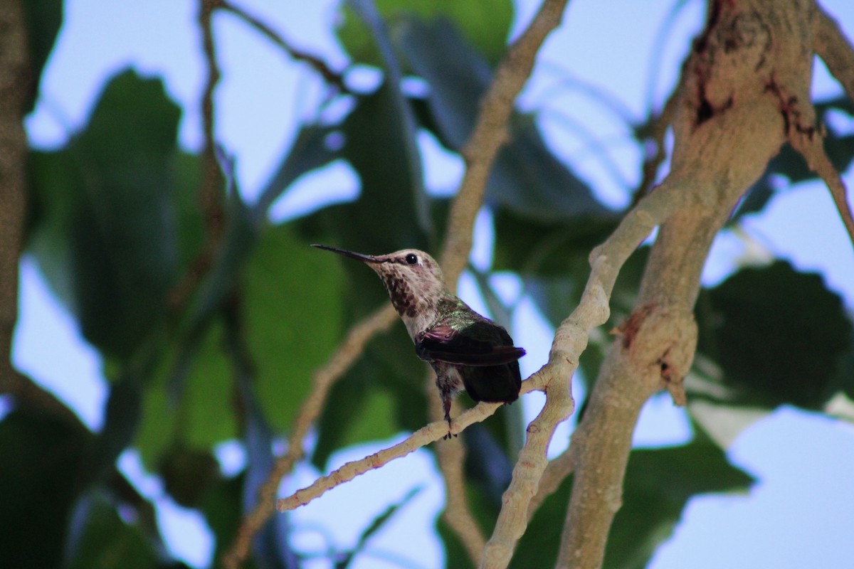 Black-chinned Hummingbird - ML620977938